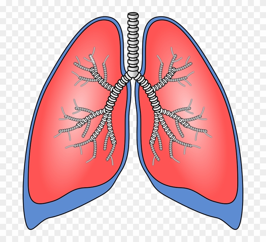 Lungs Clipart Printable Lungs Printable Transparent FREE For Download 