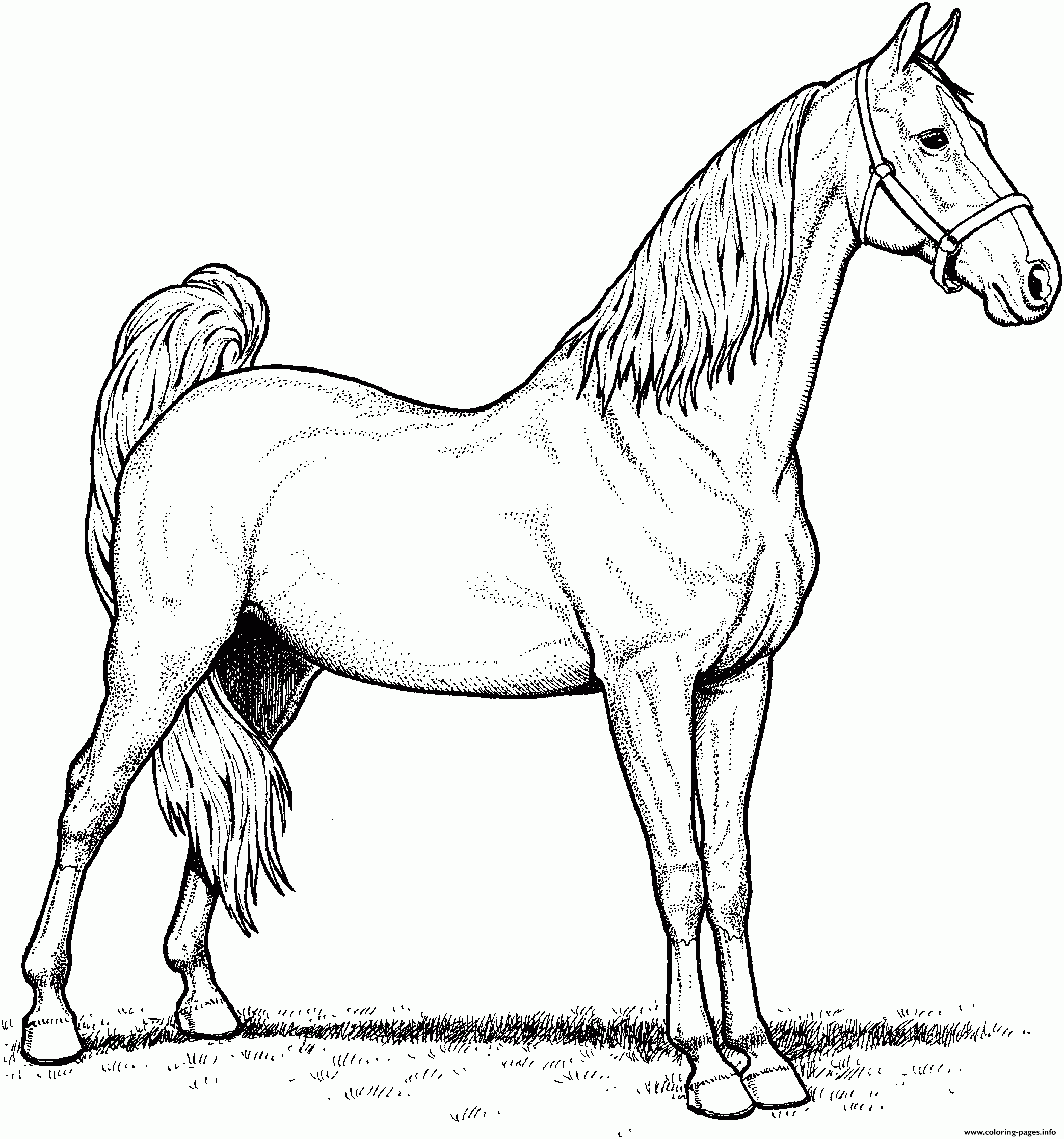 Mare Horse Coloring Page Printable