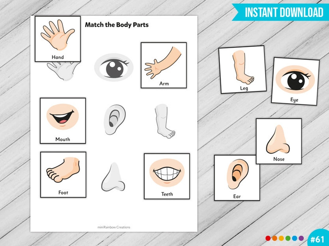 printable worksheet body parts