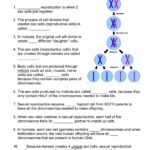 Meiosis Worksheet Worksheets Library