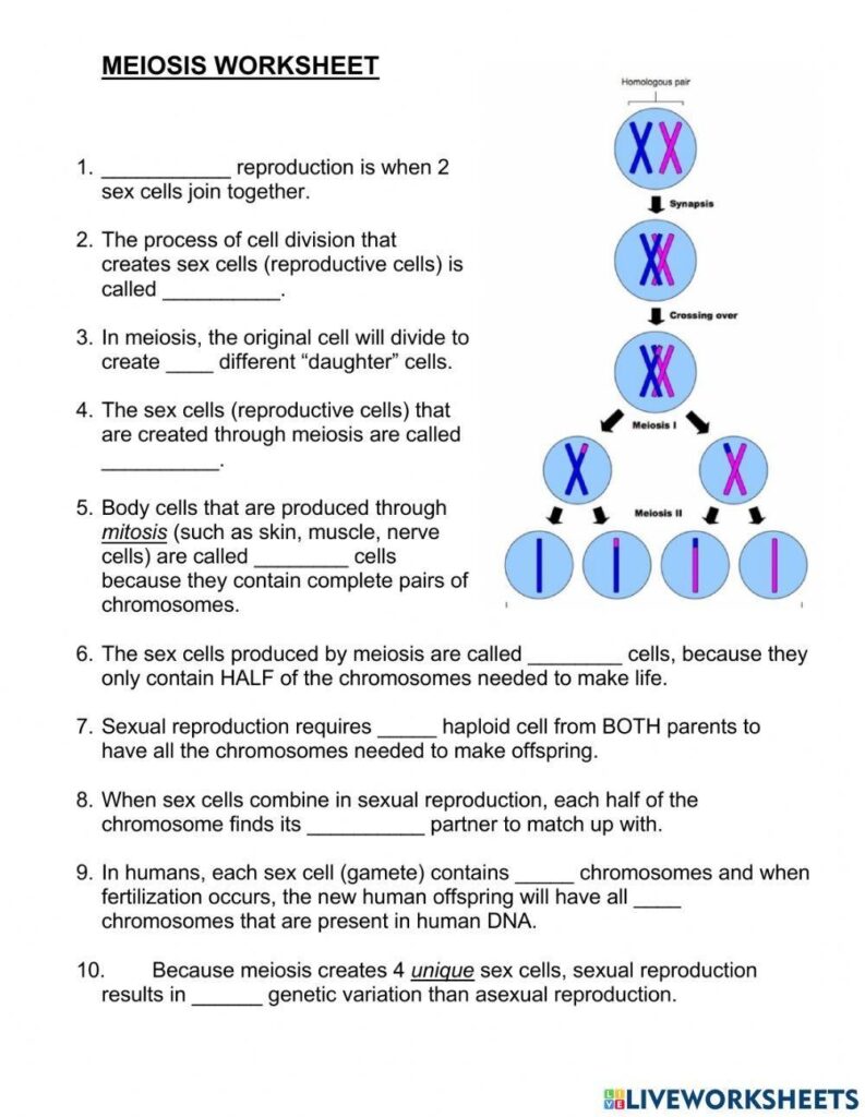 Meiosis Worksheet Worksheets Library