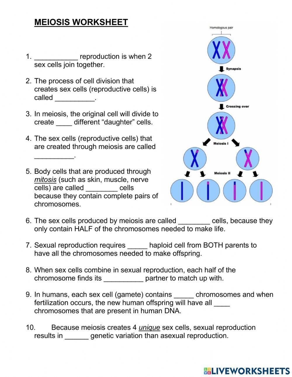 Meiosis Worksheet Worksheets Library