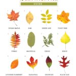 Michigan Tree Leaf Identification Guide Infoupdate