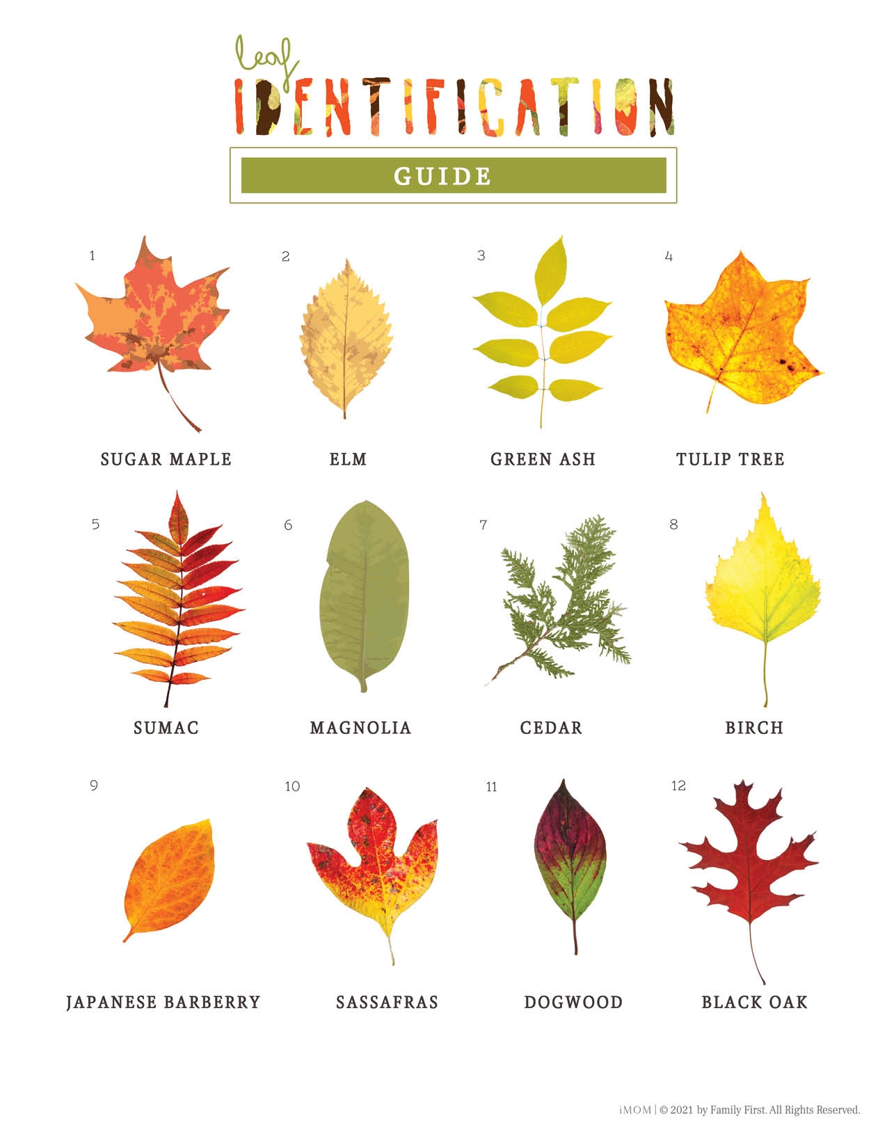 Michigan Tree Leaf Identification Guide Infoupdate