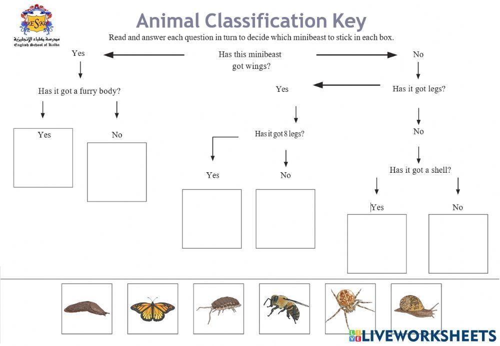 Minibeast Dichotomous Key Worksheet Live Worksheets Worksheets Library