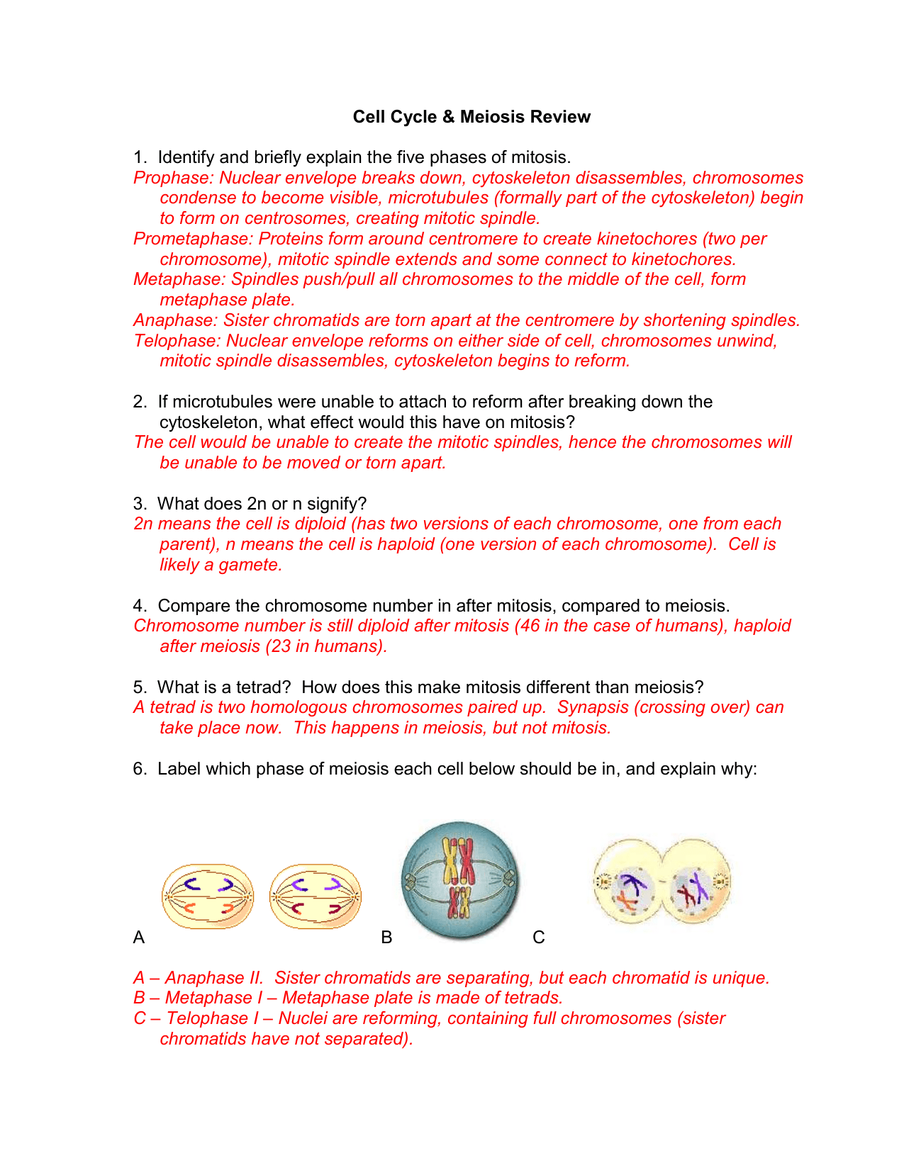 mitosis worksheet with answer key