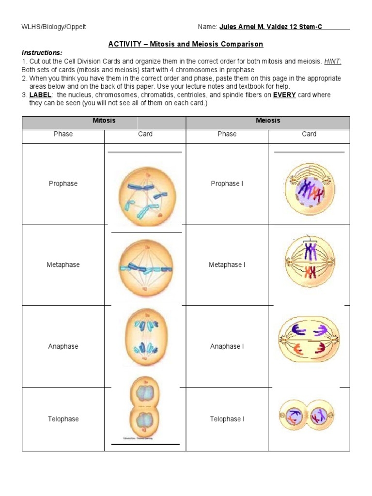 Mitosis Meiosis Worksheet Worksheets Library