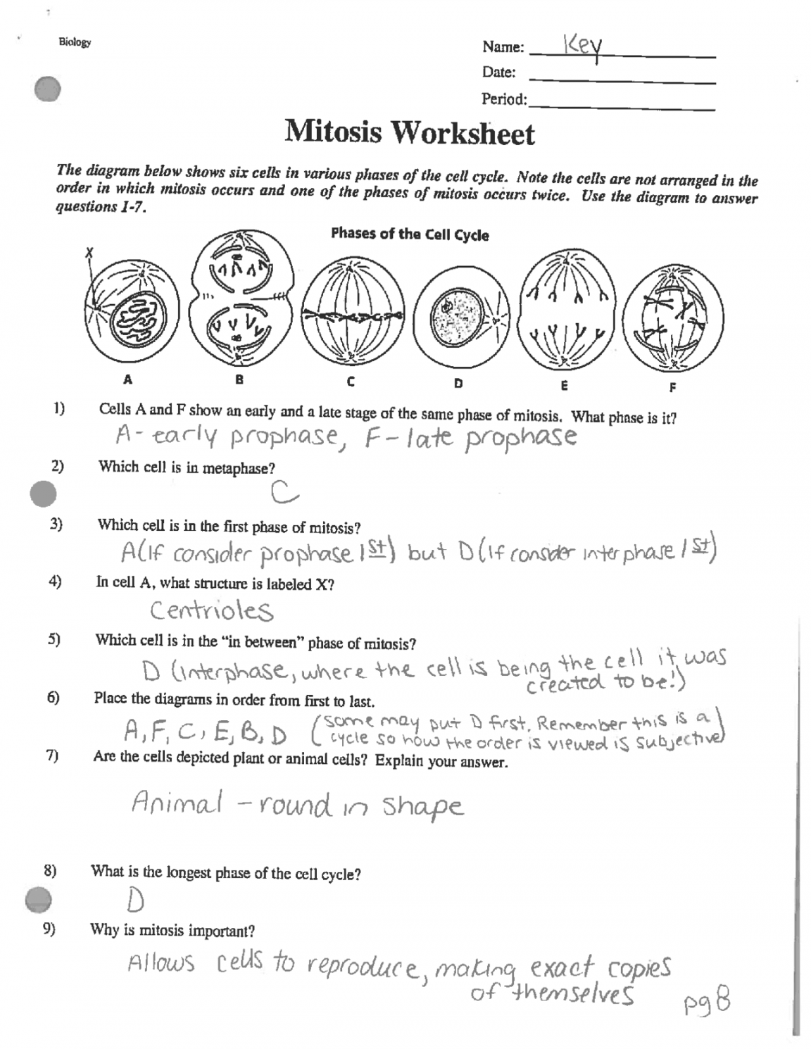 Mitosis Practice Worksheet Answers Printable PDF Template