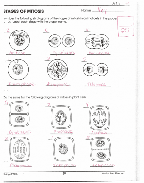 Mitosis Worksheet And Diagram Identification Answer Key