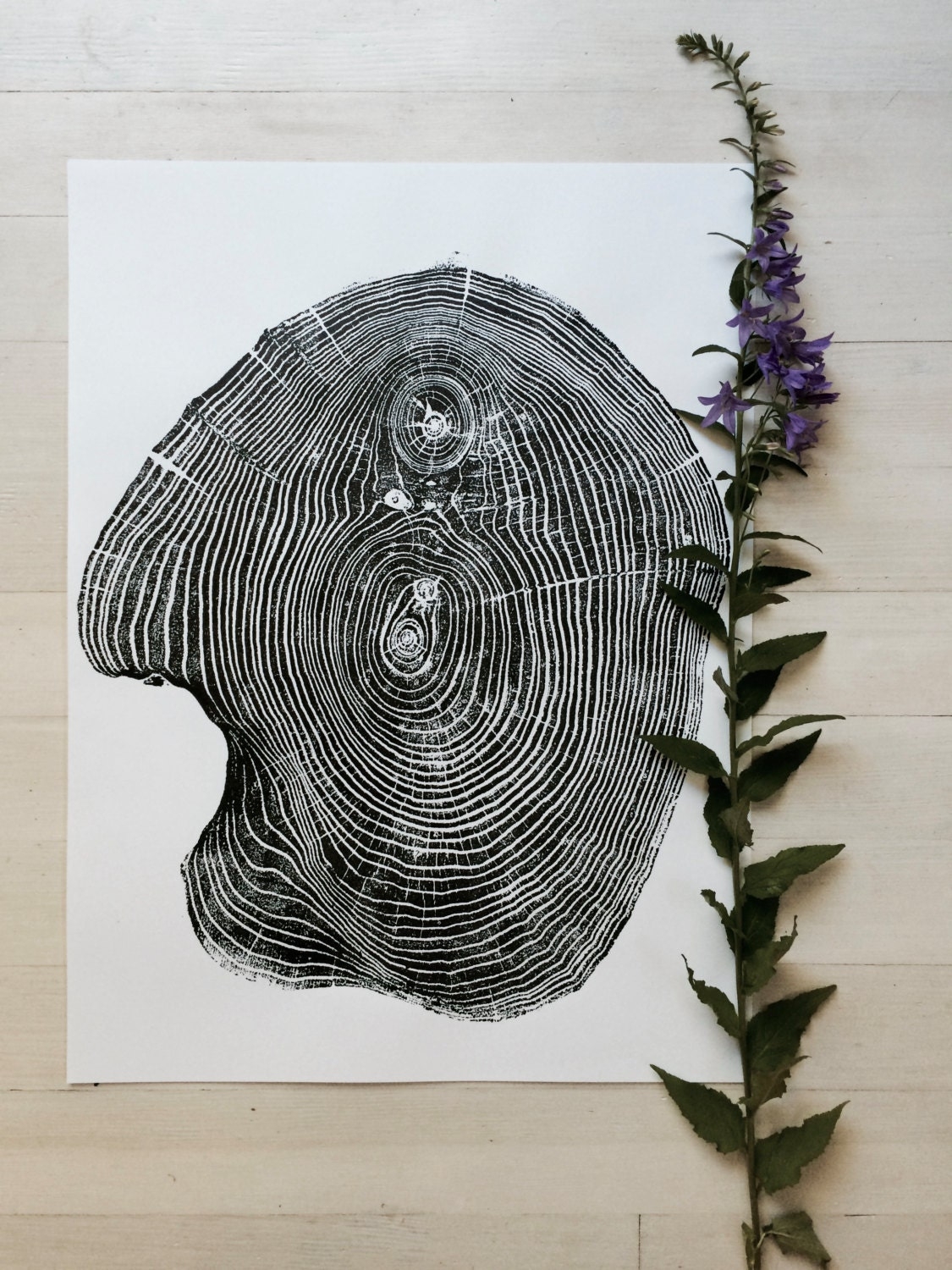 Mulberry Tree Ring Print Tree Ring Art Print Woodcut Real Tree Rings 