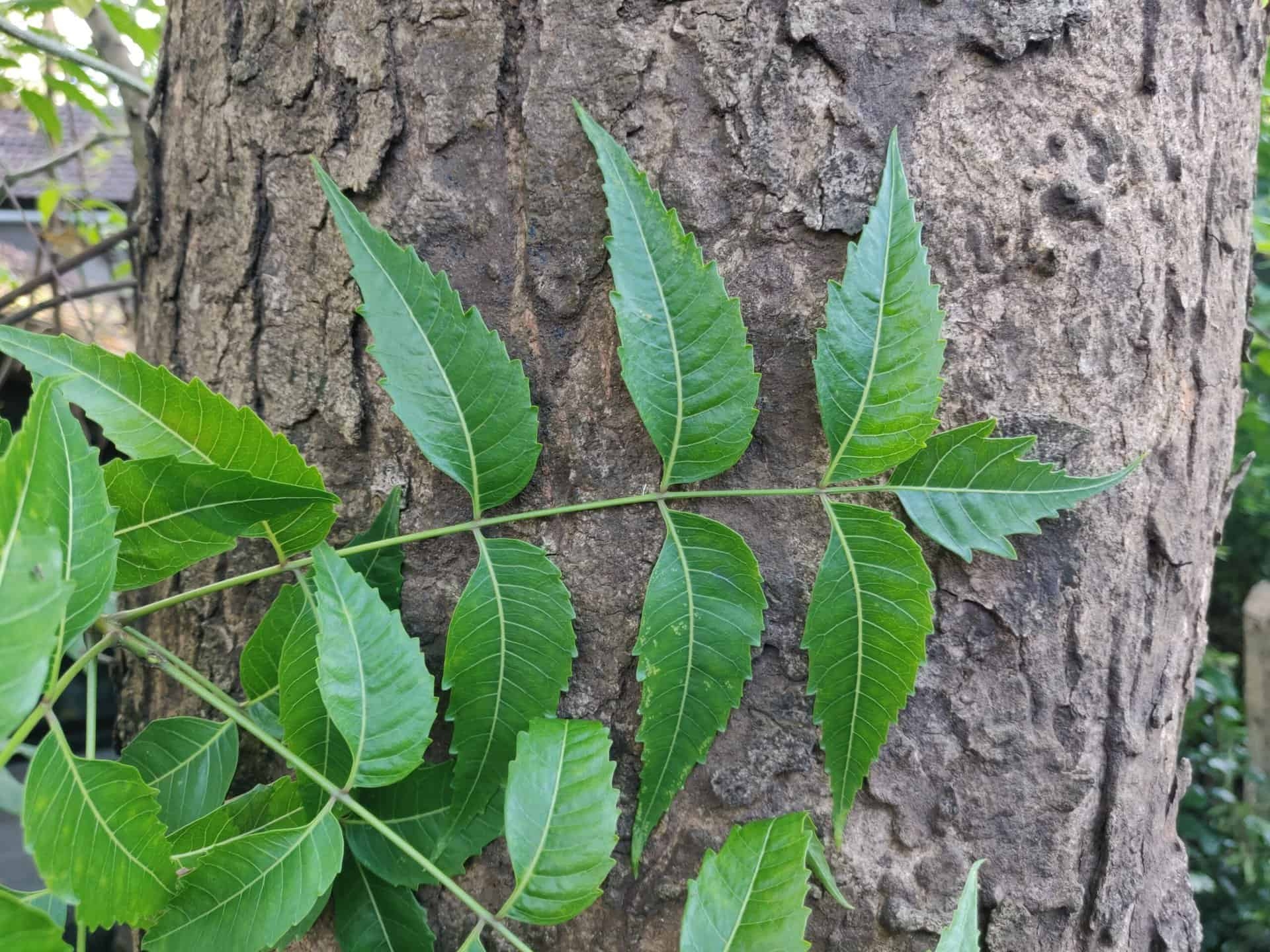 Neem Tree Growth And Care Learn About Neem Tree Benefits 52 OFF