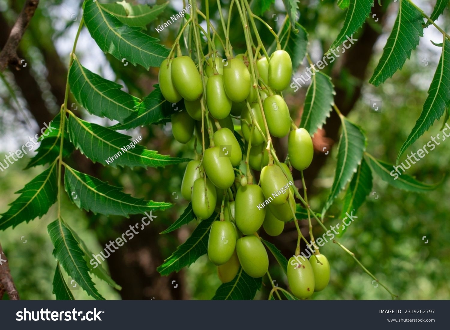 Neem Tree Leaves