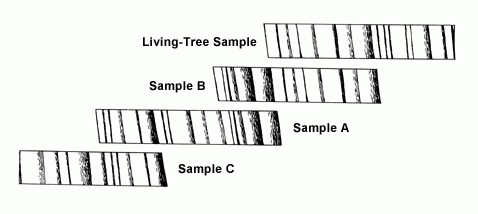tree ring worksheet