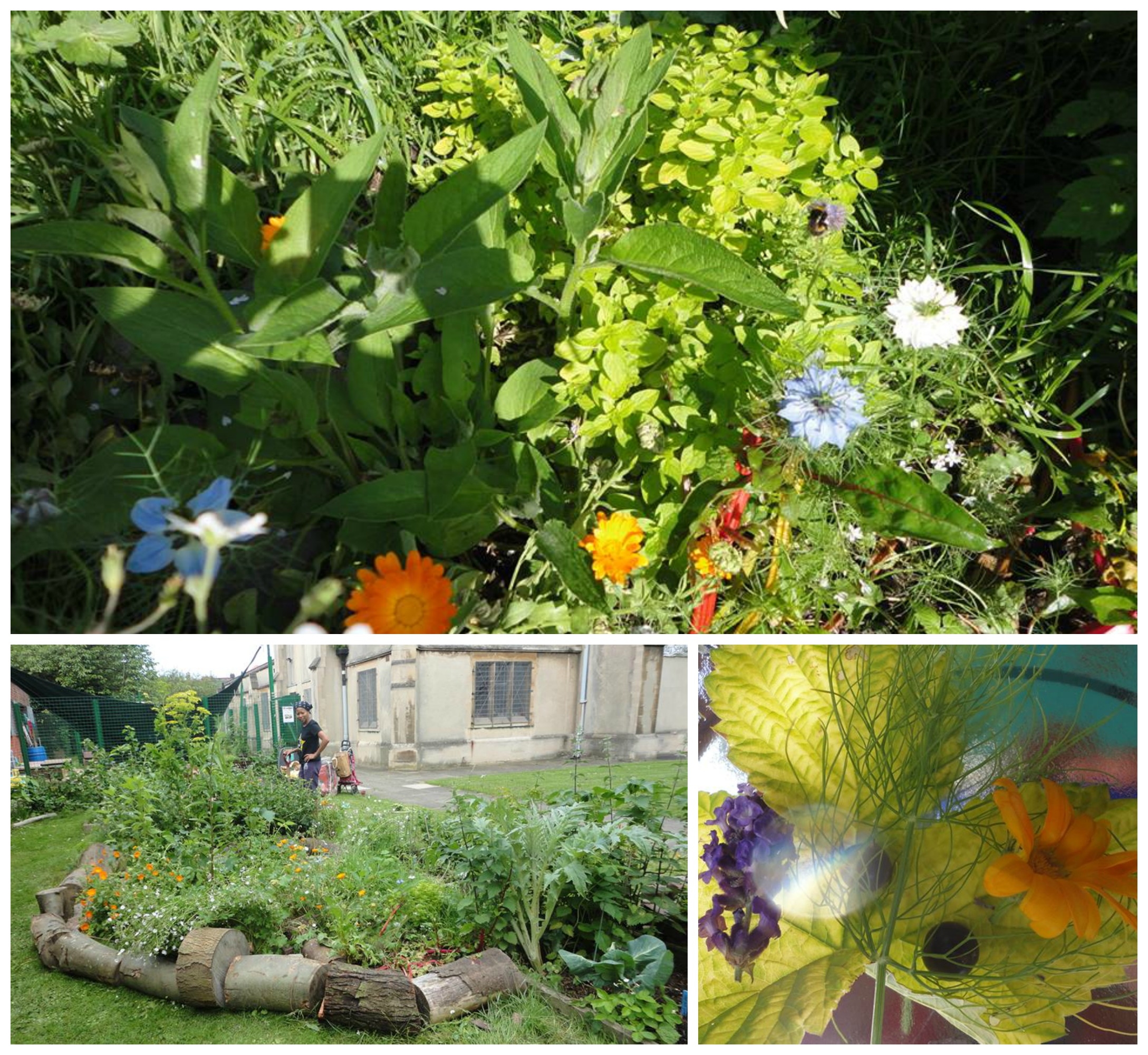 Open Edible Gardens Gardening Drop In Seed Freedom