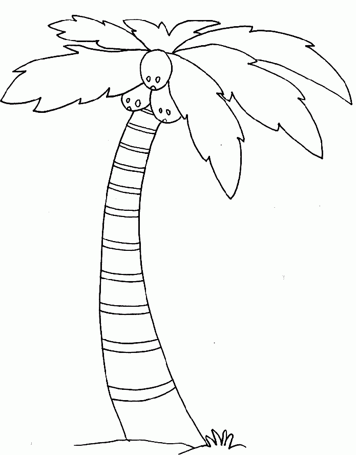 Palm Tree Template Coloring Home