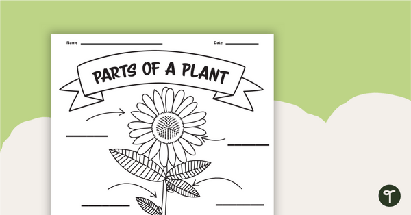parts of a plant worksheet