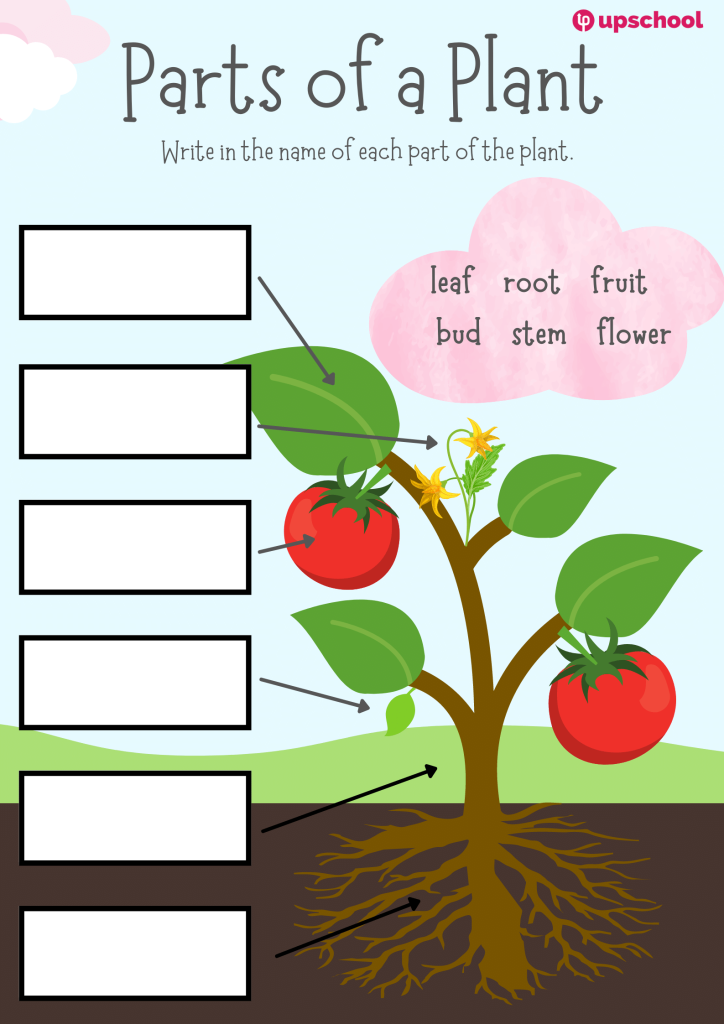 Parts Of A Plant Worksheet Top Teacher Worksheets Library