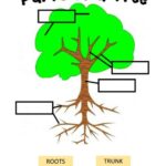 Parts Of A Tree Interactive Worksheet Live Worksheets Worksheets