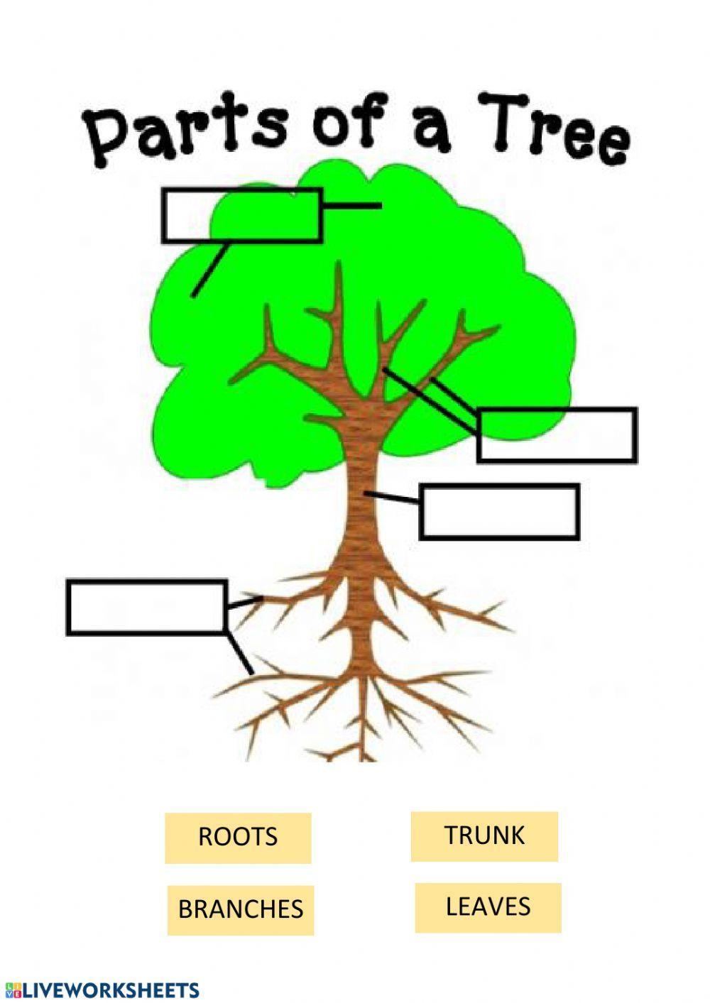 Parts Of A Tree Interactive Worksheet Live Worksheets Worksheets 