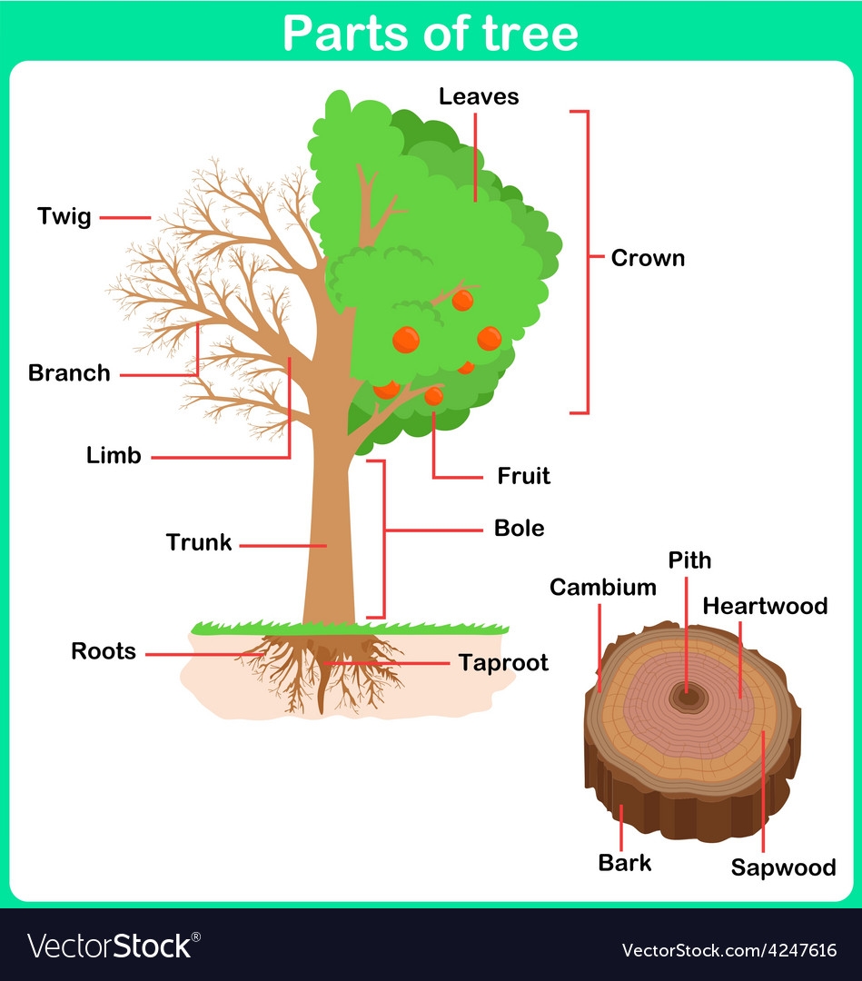 free printable parts of a tree worksheet