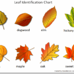 Pennsylvania Leaf Identification Chart Printable Free Infoupdate