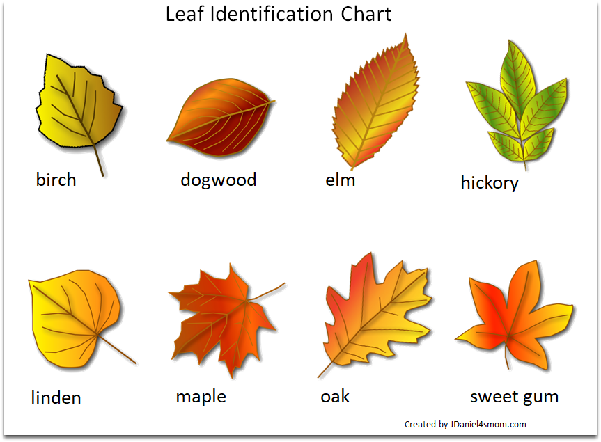 Pennsylvania Leaf Identification Chart Printable Free Infoupdate