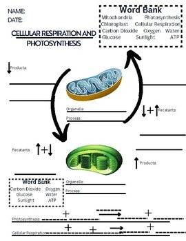 Photosynthesis And Cellular Respiration Review Worksheet Worksheets 