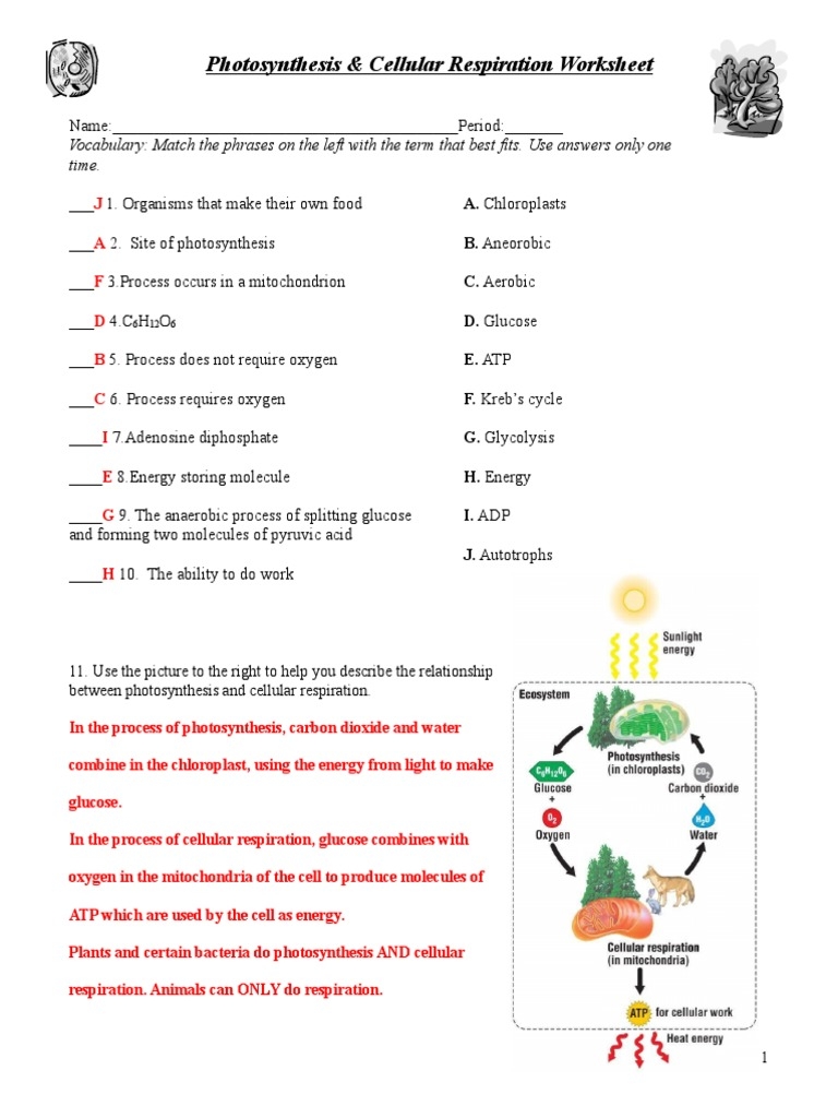 Photosynthesis And Cellular Respiration Worksheet Complete With 