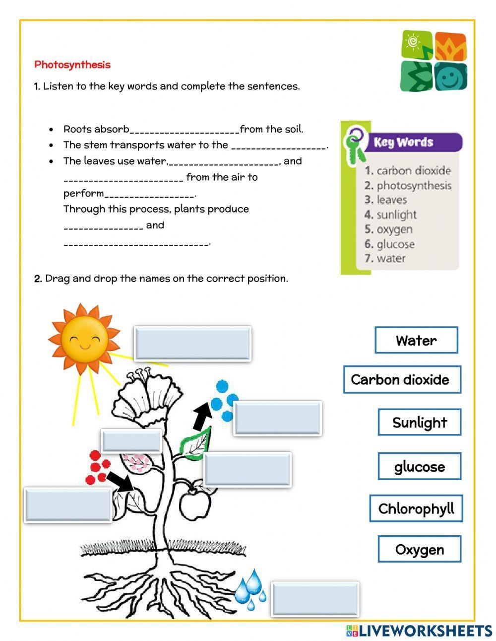 Photosynthesis Fill in the Blank Interactive Worksheet 