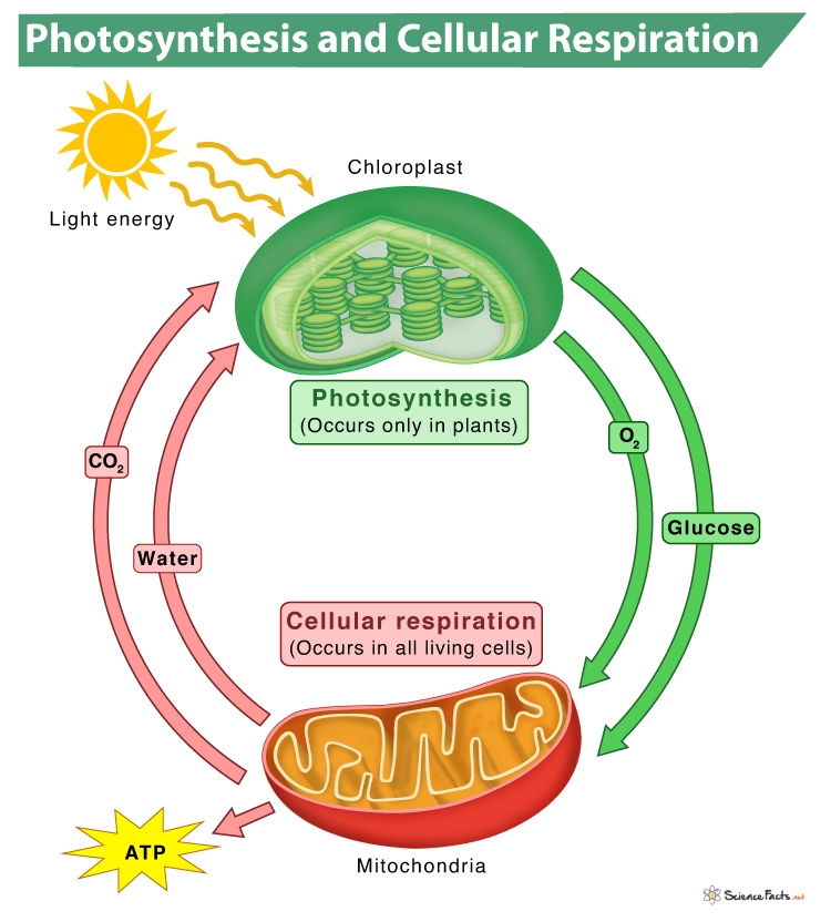 photosynthesis & cellular respiration worksheet