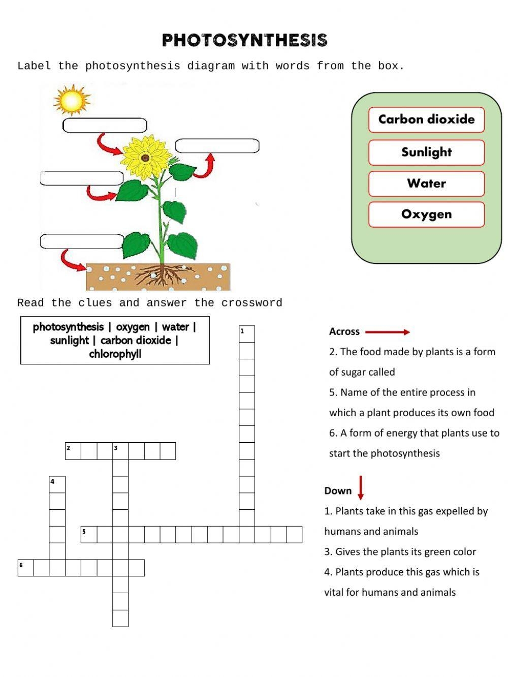 Photosynthesis Worksheet Live Worksheets Worksheets Library