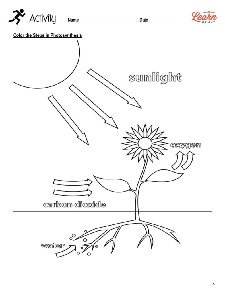 Photosynthesis Worksheets Library