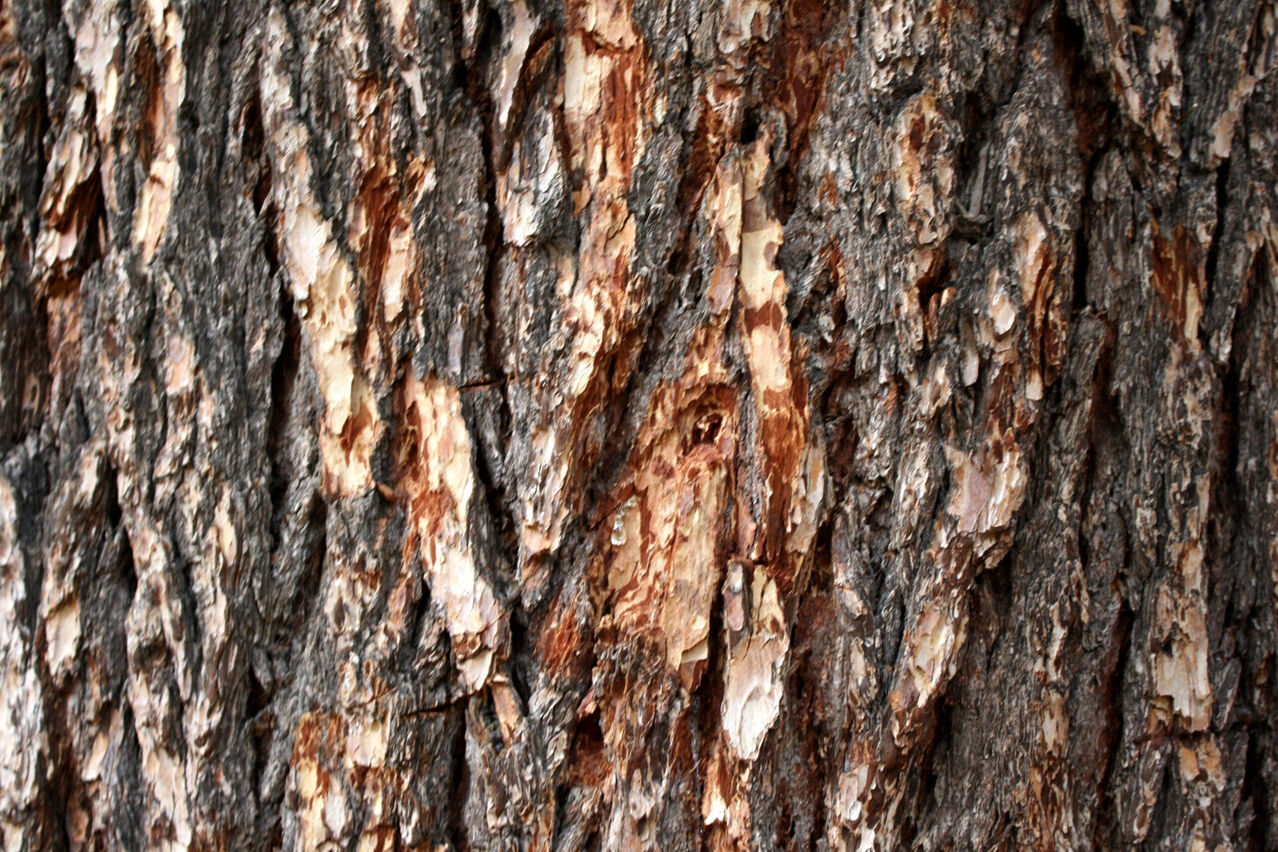 Pine Tree Bark Texture Photos Public Domain