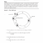 POGIL The Cell Cycle Worksheet The Cell Cycle 1 The Cell Cycle
