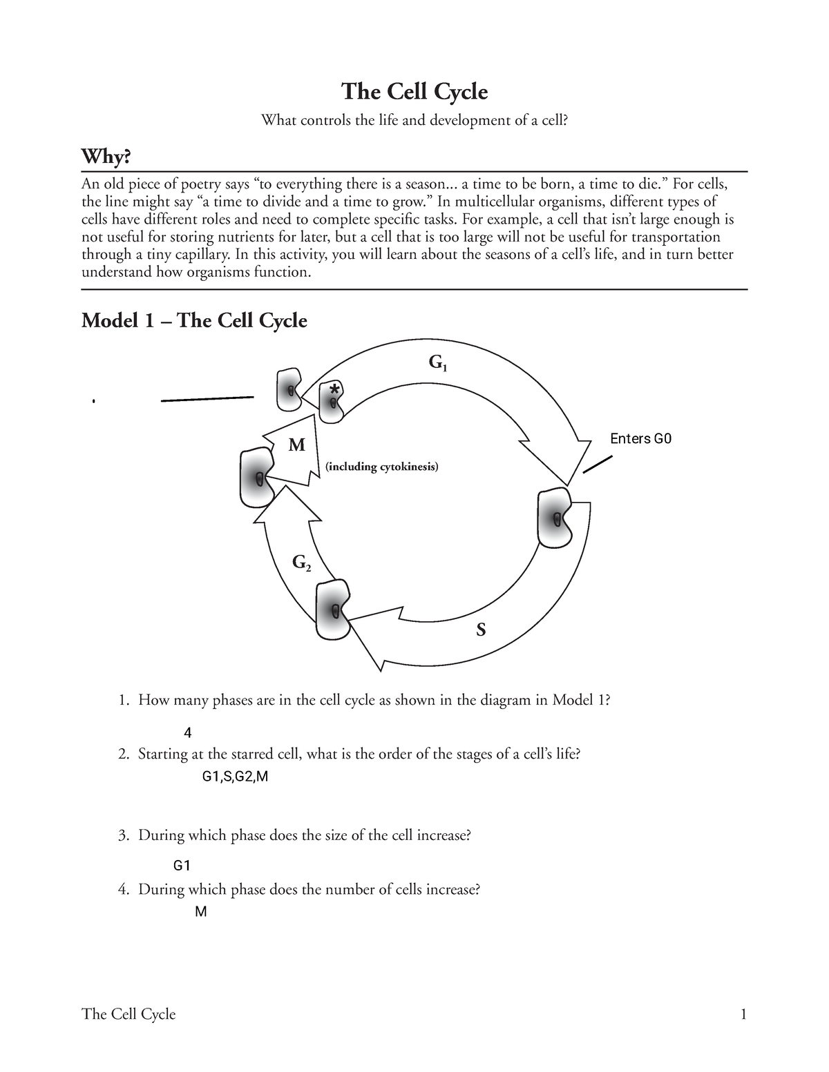 POGIL The Cell Cycle Worksheet The Cell Cycle 1 The Cell Cycle 