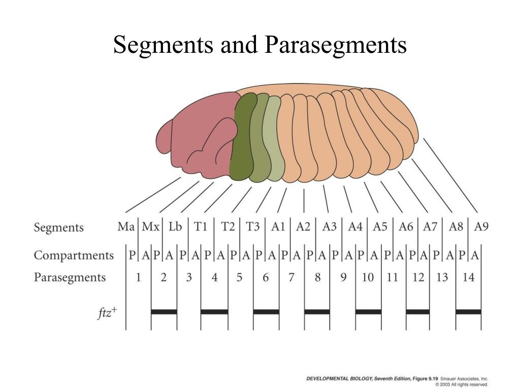PPT Anterior posterior Patterning In Drosophila PowerPoint 