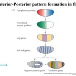 PPT Anterior posterior Patterning In Drosophila PowerPoint