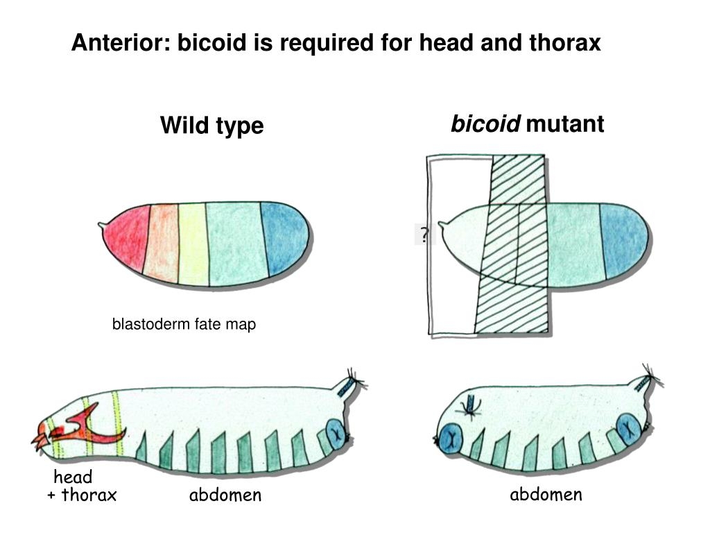 PPT Anterior posterior Patterning In Drosophila PowerPoint 
