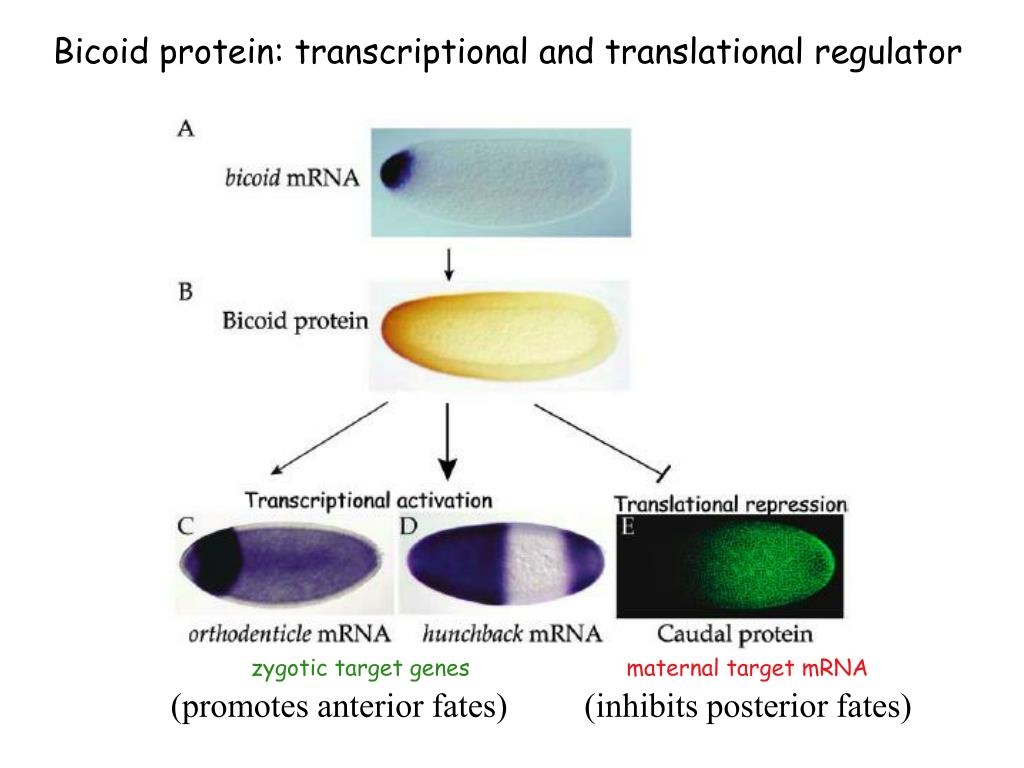 PPT Anterior posterior Patterning In Drosophila PowerPoint 