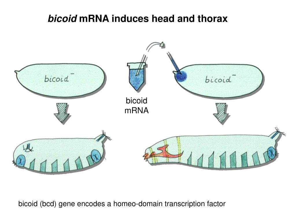 drosophila anterior/posterior patterning worksheet