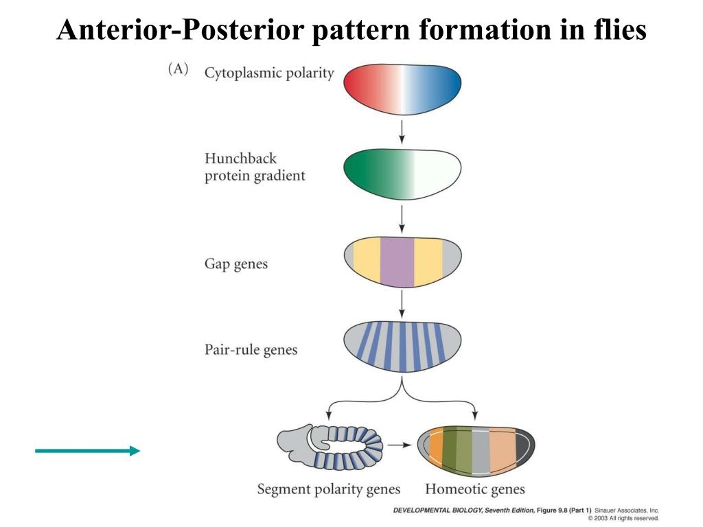 PPT Anterior posterior Patterning In Drosophila PowerPoint