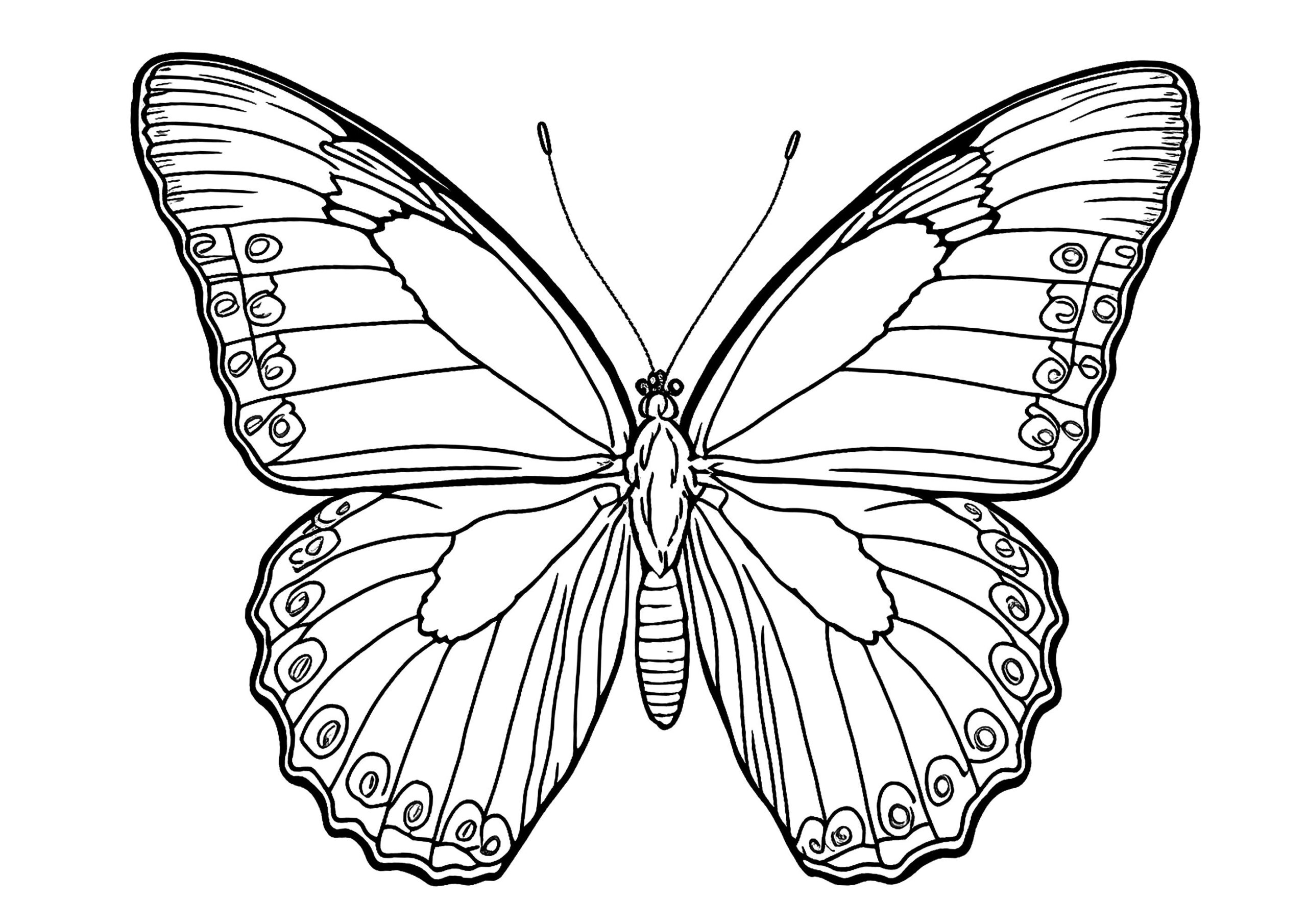 Pretty And Simple Butterfly To Color Butterfly Coloring Pages