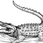 Printable Alligator Coloring Pages Pictures Animal Place