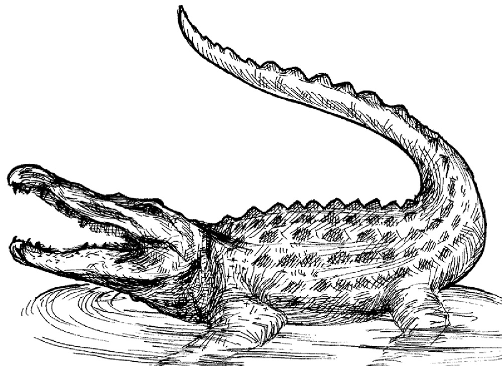Printable Alligator Coloring Pages Pictures Animal Place