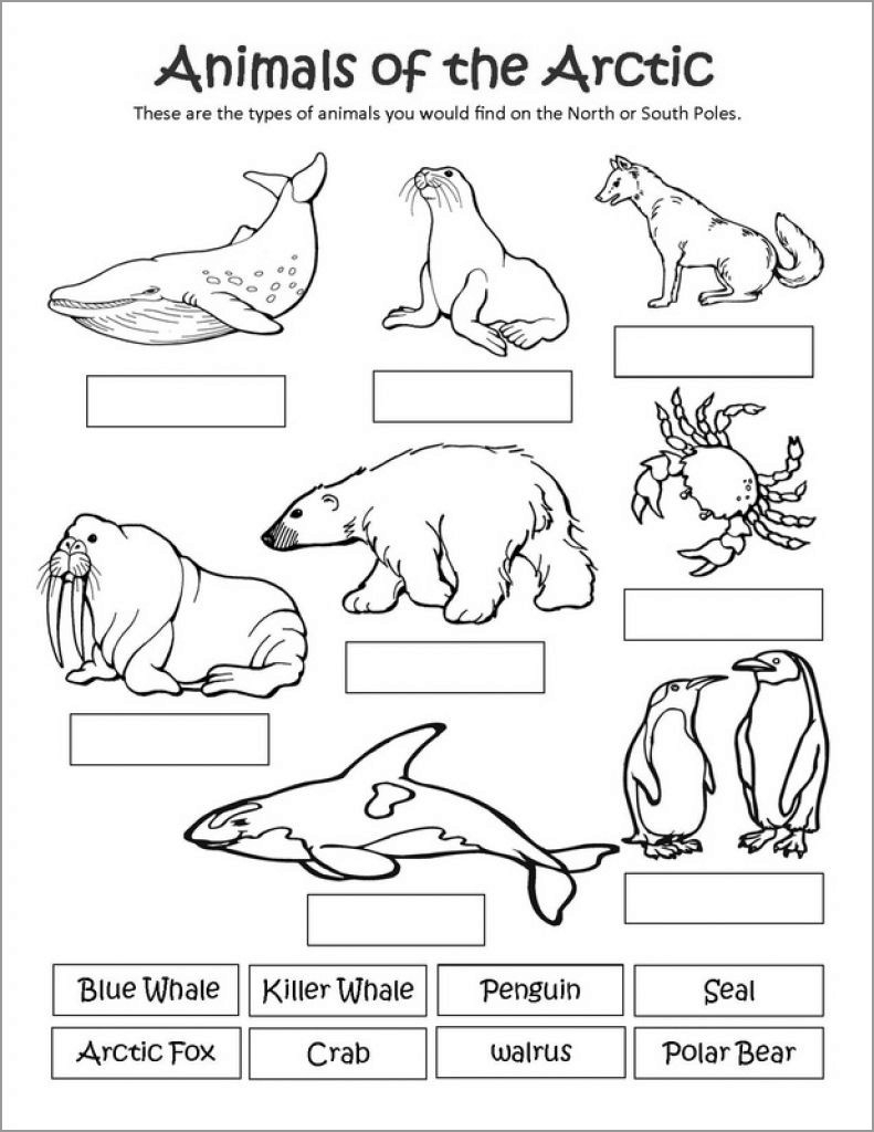 Printable Arctic Animal Coloring Pages ColoringBay