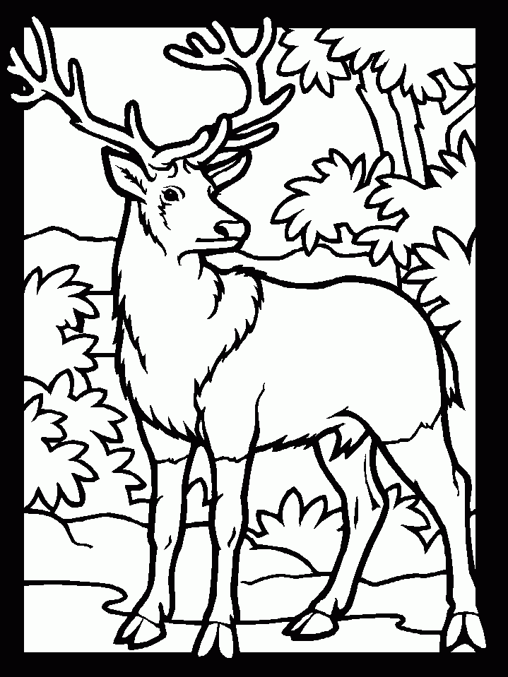 Printable Deer Coloring Pages Coloring Home