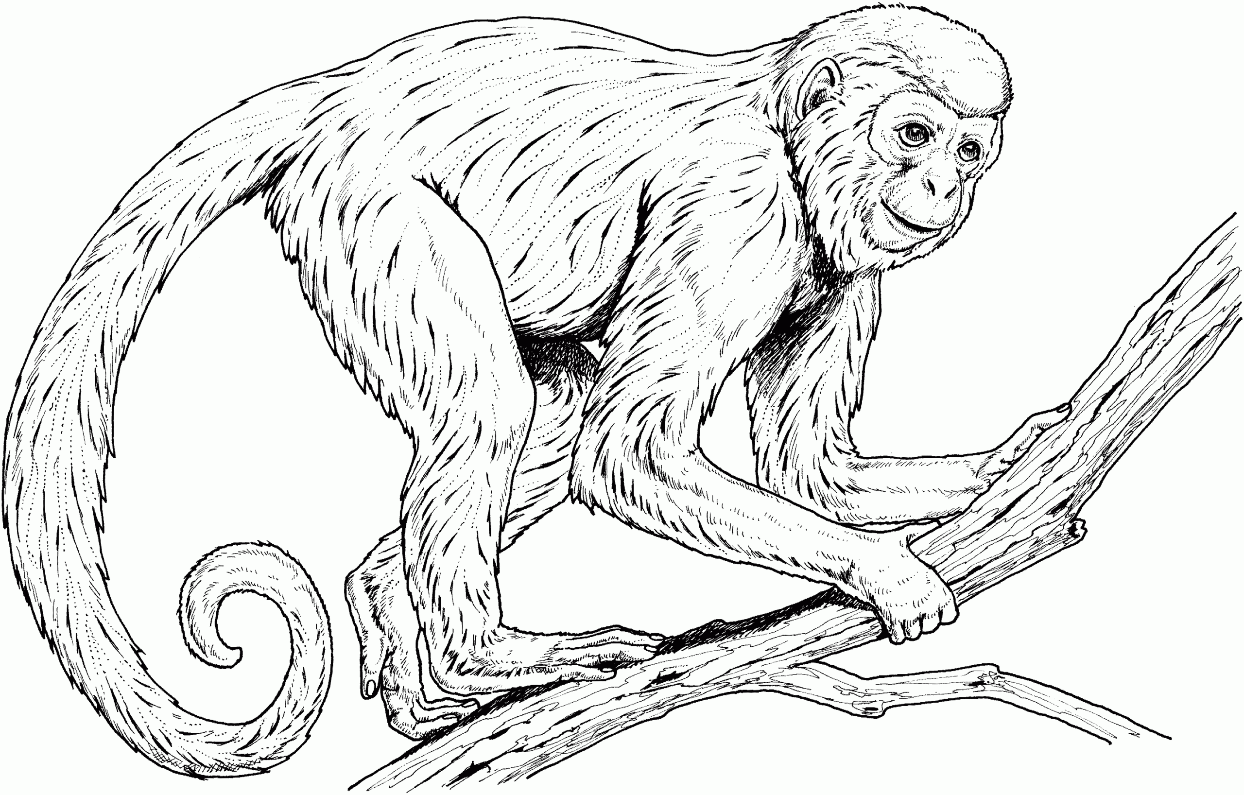 Printable Monkey Pictures Printable Templates