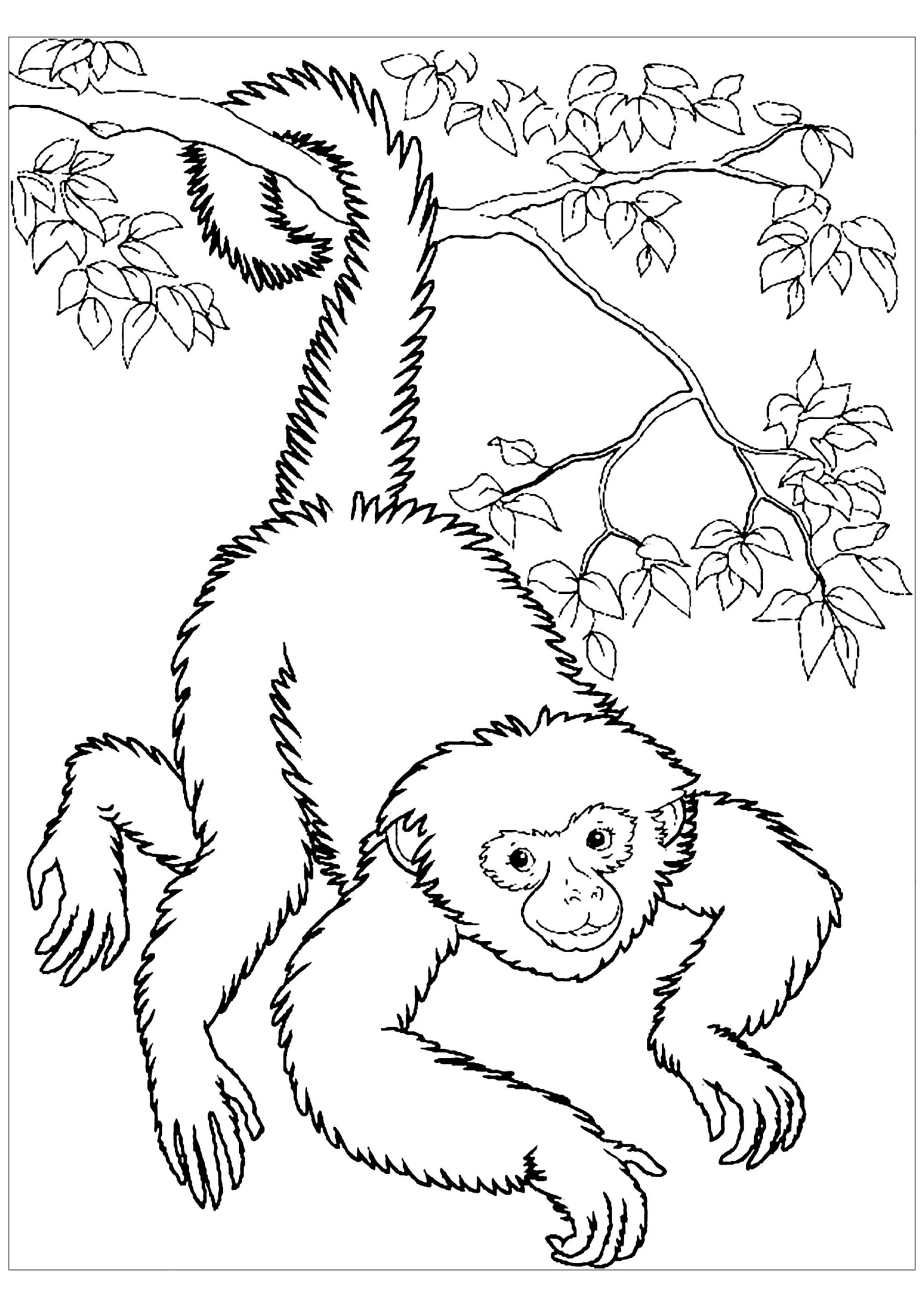 Printable Monkey