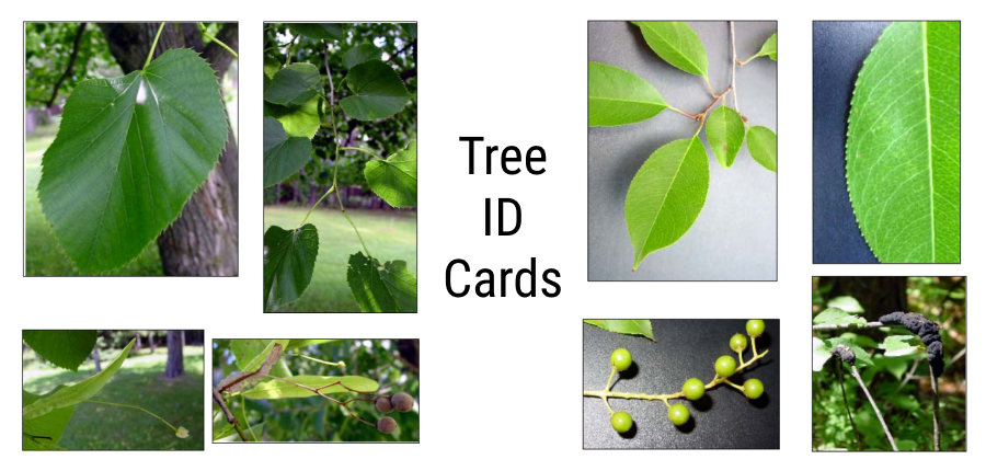 printable tree identification guide