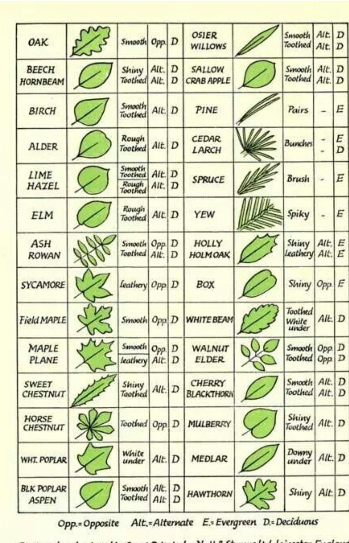Printable Tree Identification Guide